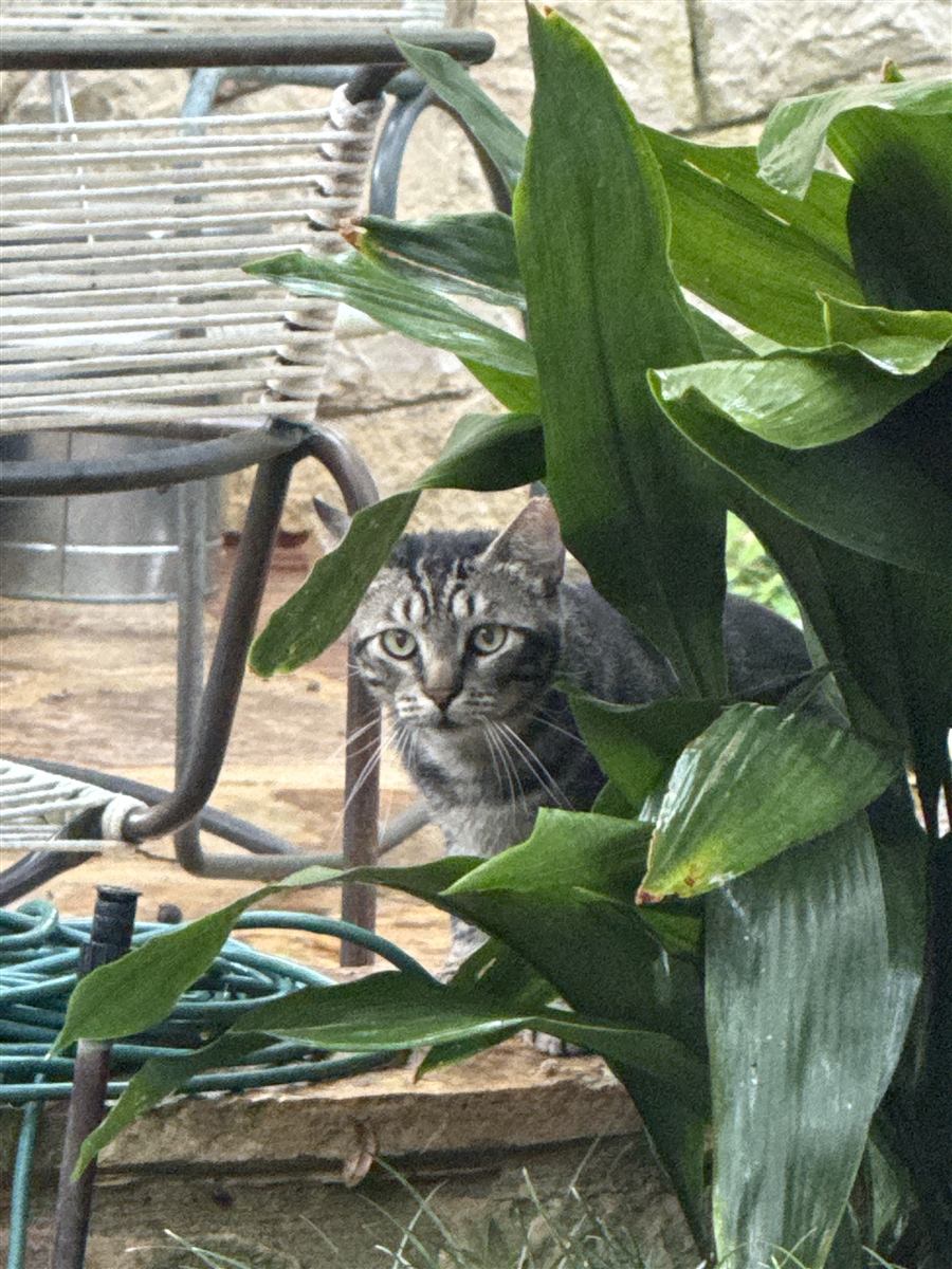 The tabby peeking through the plants